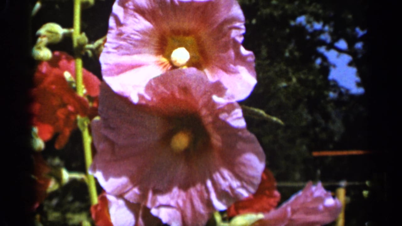 Pale pink hollyhocks and buds appear in a 1965 Duluth garden frame, with red blossoms and dark trees in the background.
