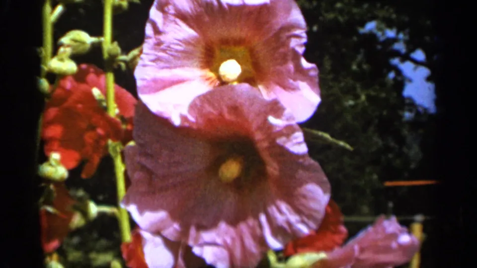 Close garden view of pale pink hollyhocks in 1965 Duluth footage, framed with red blossoms, stems, and shaded foliage.