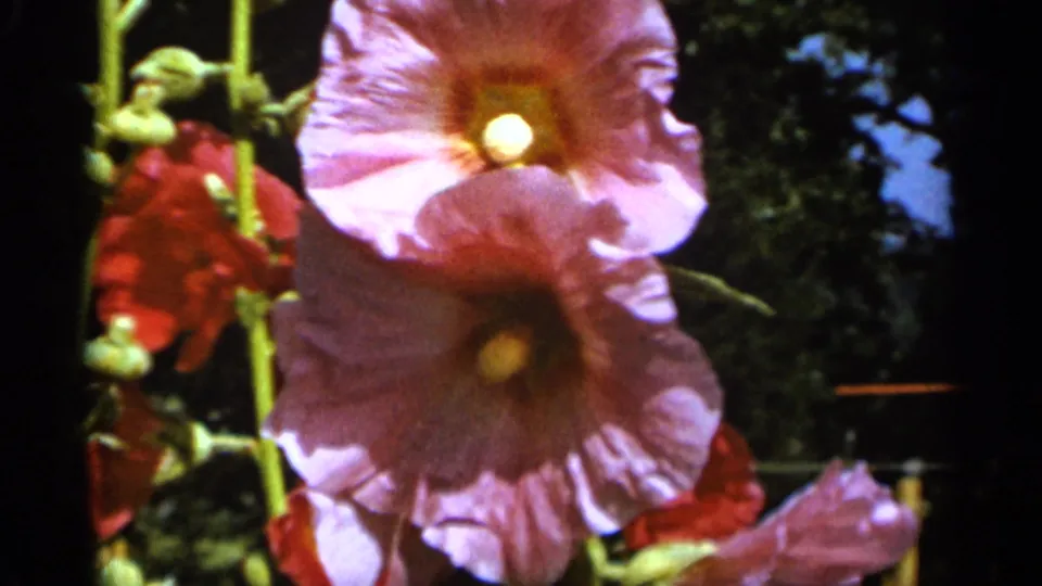 Overlapping pink hollyhock blooms in a 1965 Duluth home garden, with red flowers, buds, and high-contrast 8mm color.