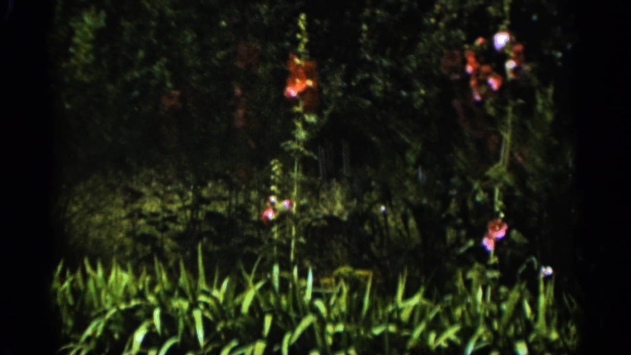 1965 Duluth home-movie frame showing tall flowering plants and dense green leaves in a shaded garden.