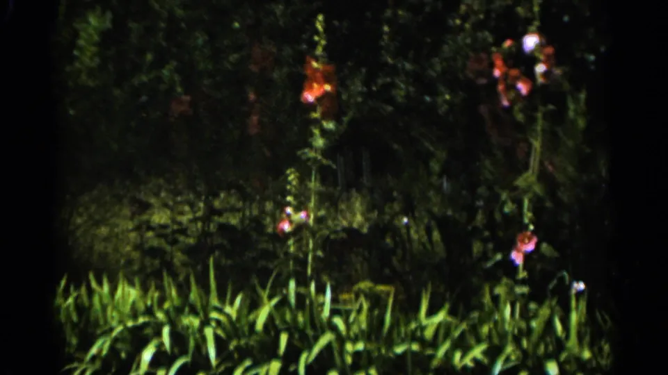 1965 Duluth home-movie frame showing tall flowering plants and dense green leaves in a shaded garden.