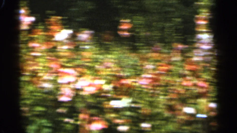1965 Duluth 8mm frame with pink and red garden flowers rendered soft by motion and focus shift.