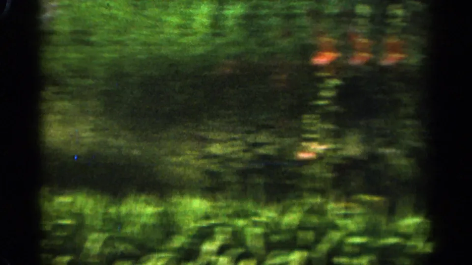 Late frame from the 1965 Duluth garden clip showing dark foliage and small orange-red blossoms through heavy 8mm blur.