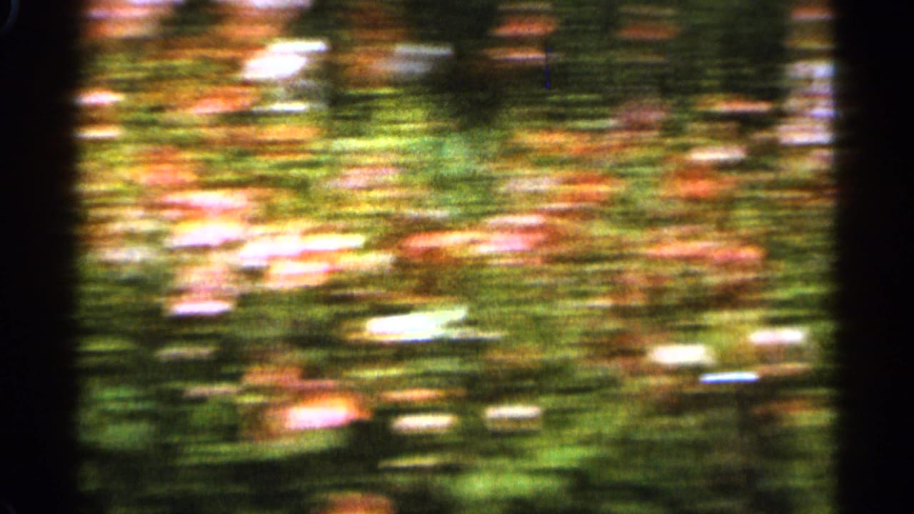 Blurred green foliage and colorful flowers streak across a dark-edged 8mm frame.