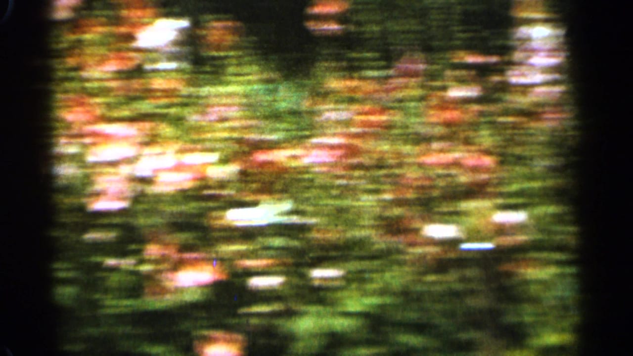 A second blurred garden view shows streaked red and pink blossoms against green foliage in the 1965 Duluth 8mm clip.