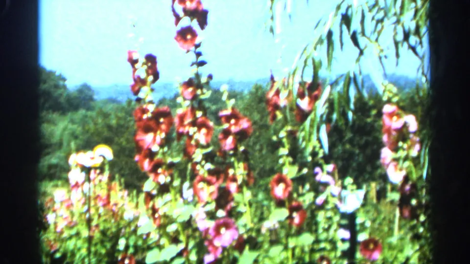 Tall hollyhocks with red and pink blooms stand in a sunlit Duluth garden, framed by greenery and a pale blue sky.