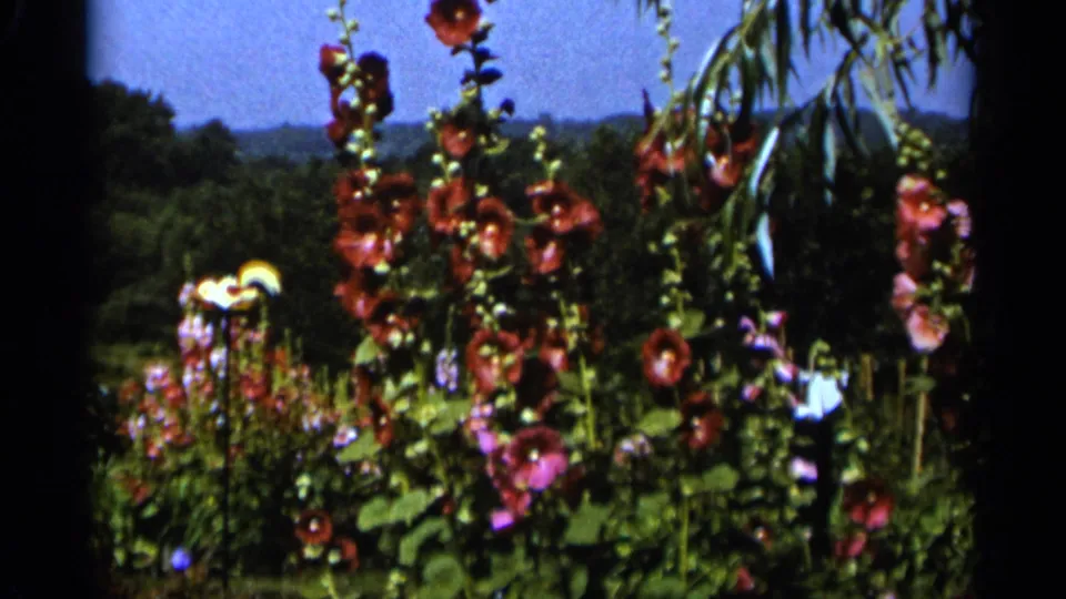 Hollyhocks bloom in a 1965 Duluth garden, with drooping willow branches, dense greenery, distant wooded hills, and blue sky.