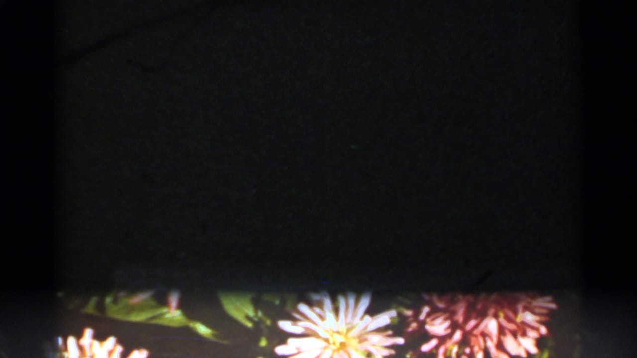 Dark 8mm frame with partially visible flowers along the lower edge.