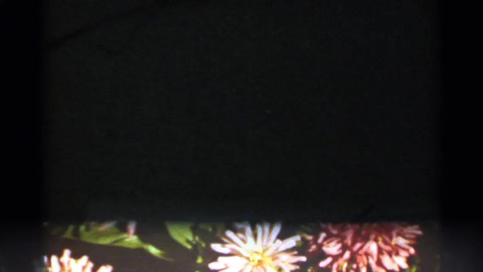 Dark opening frame from a 1965 8mm home movie, with colorful chrysanthemums partly visible at the bottom.