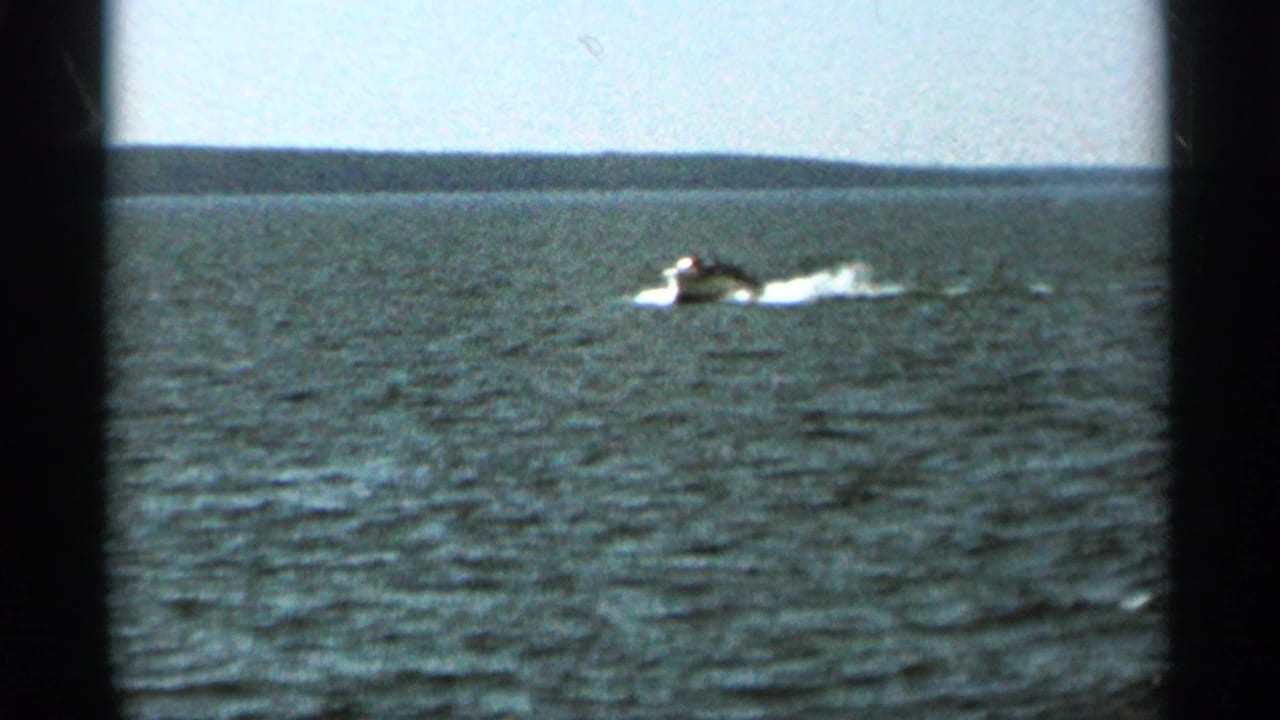 Small speedboat crossing open water with a white wake and distant tree-lined horizon.