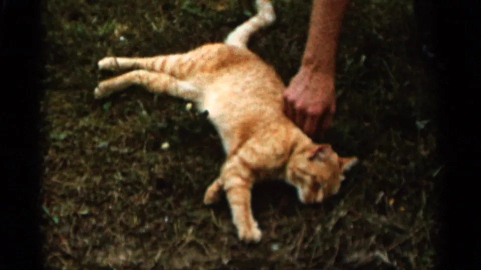 1965 home-movie frame from Duluth showing an orange tabby cat on grass as a person's hand gently pets it.