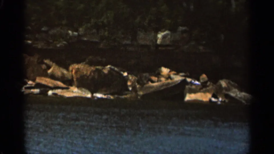 1965 Duluth, Minnesota 8mm frame showing a cat stretched near the waterline with rocks, boards, and lake water in view.