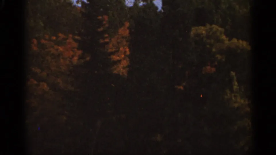 1965 8mm frame showing a shadowed stand of trees with orange autumn foliage and a small area of pale sky.