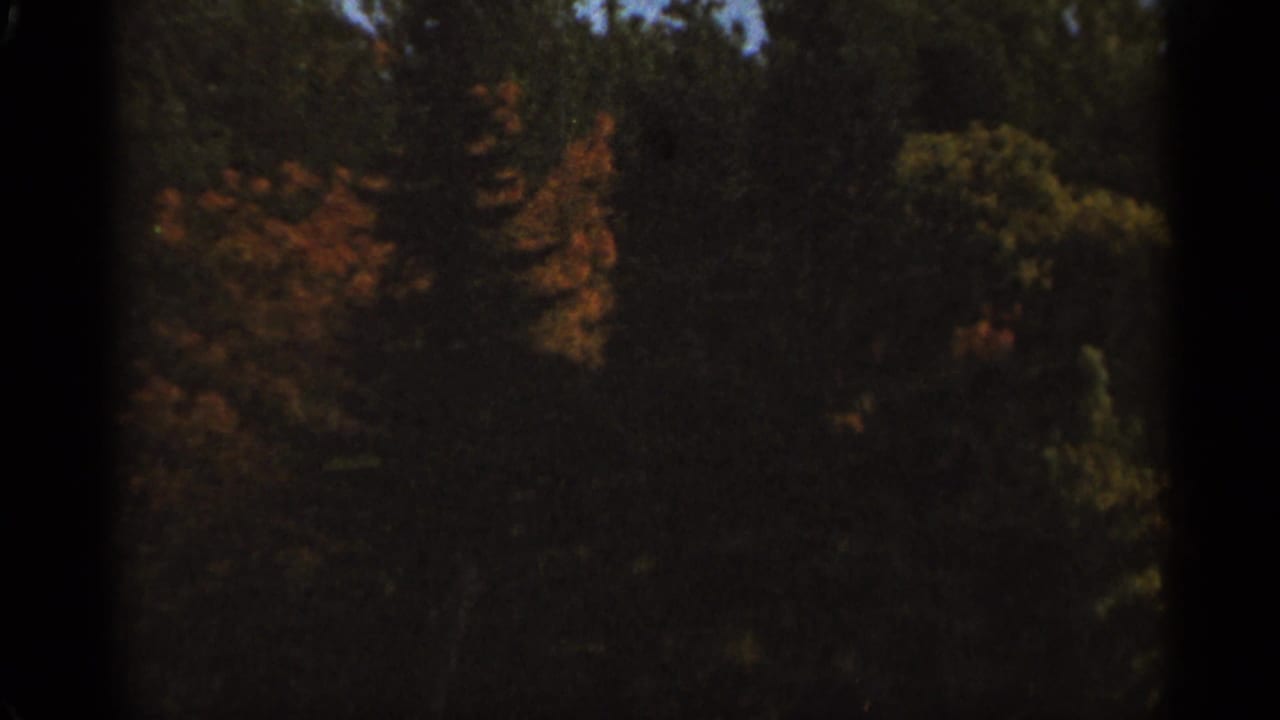 Dense treetops and autumn leaves seen through a dark, grainy film frame.