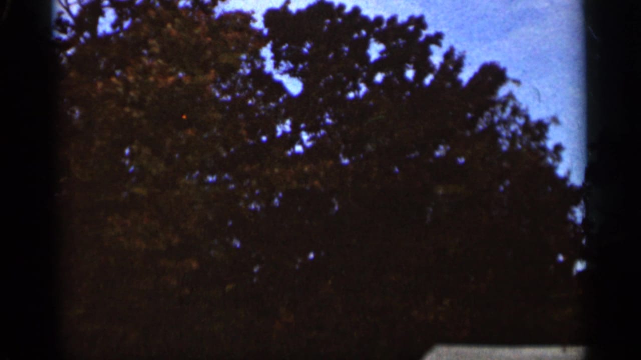 Dark autumn tree canopy against pale blue sky with visible film-frame edges.