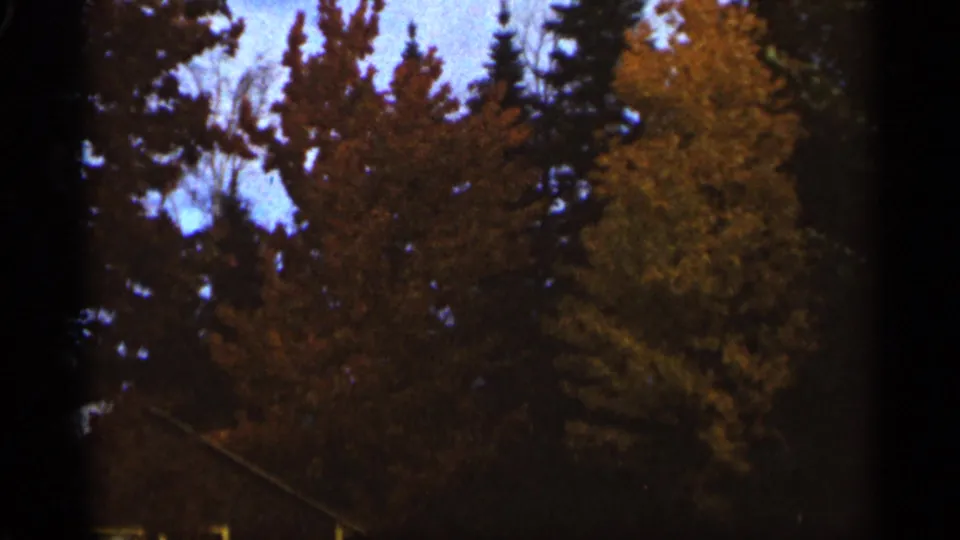 1965 Duluth frame of tall autumn trees and evergreen branches against a pale sky, softened by grain, exposure variation, and dark 8mm edges.