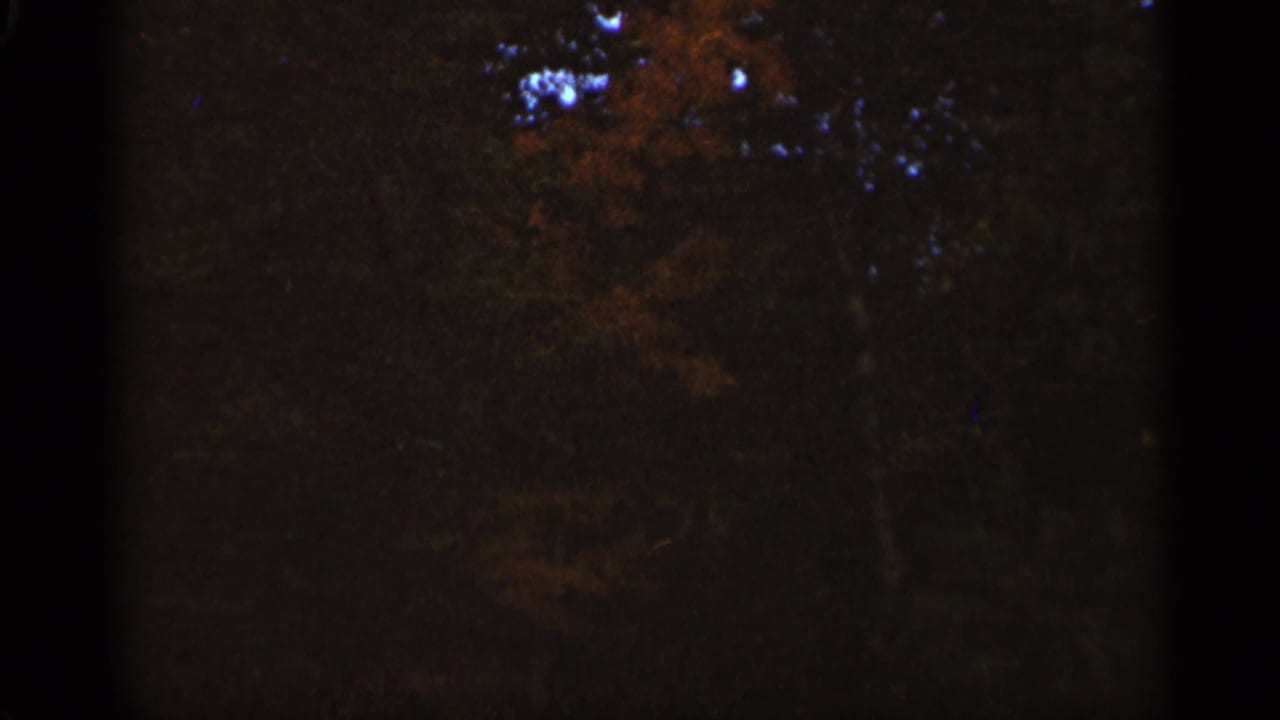 1965 Duluth 8mm frame of a dim wooded canopy with autumn color and heavy shadow across the film frame.