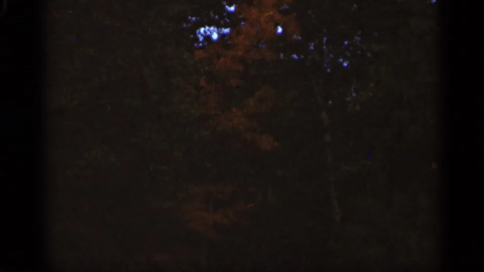 1965 Duluth 8mm frame of a dim wooded canopy with autumn color and heavy shadow across the film frame.