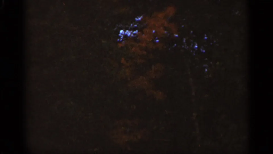 1965 Duluth home-movie frame with dense, dark trees and muted orange foliage in a wooded residential area.