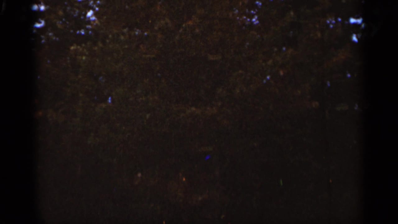 Dark tree canopy and shadowed foliage with heavy film grain.