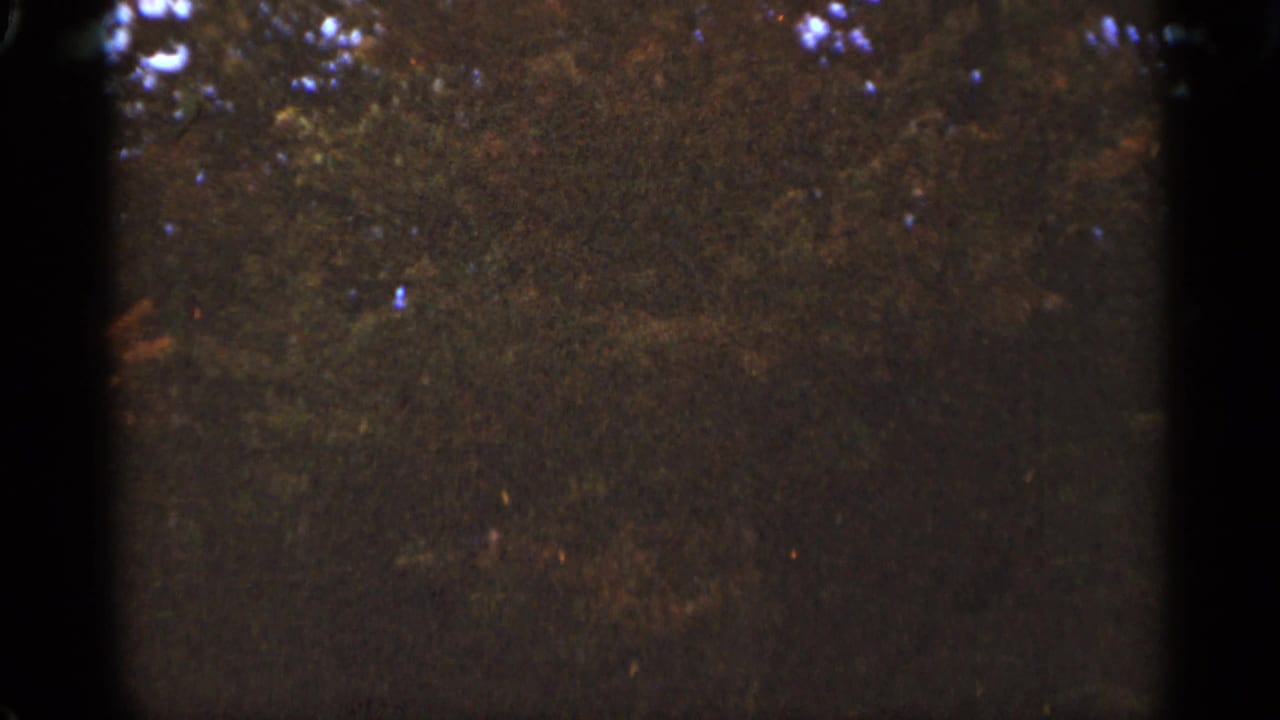 Dim wooded scene with tree silhouettes and a dark vertical band.
