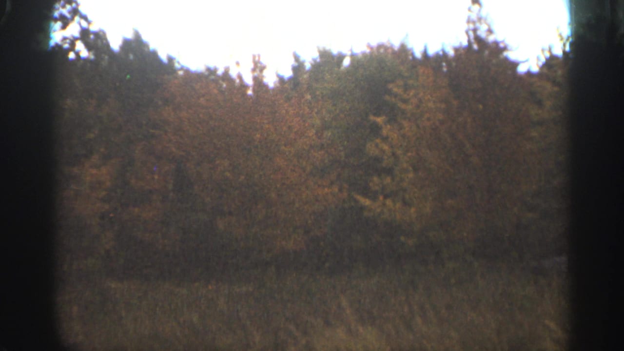 Autumn field bordered by dense trees with dark 8mm frame edges.