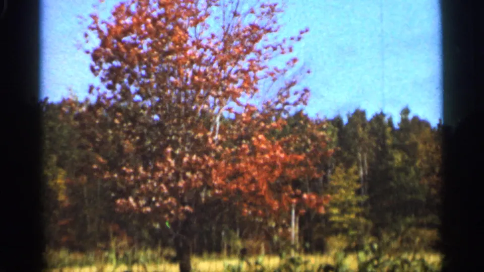 1965 Duluth-area 8mm frame showing an orange-leaved tree, tall grass, blue sky, and dark forest behind.