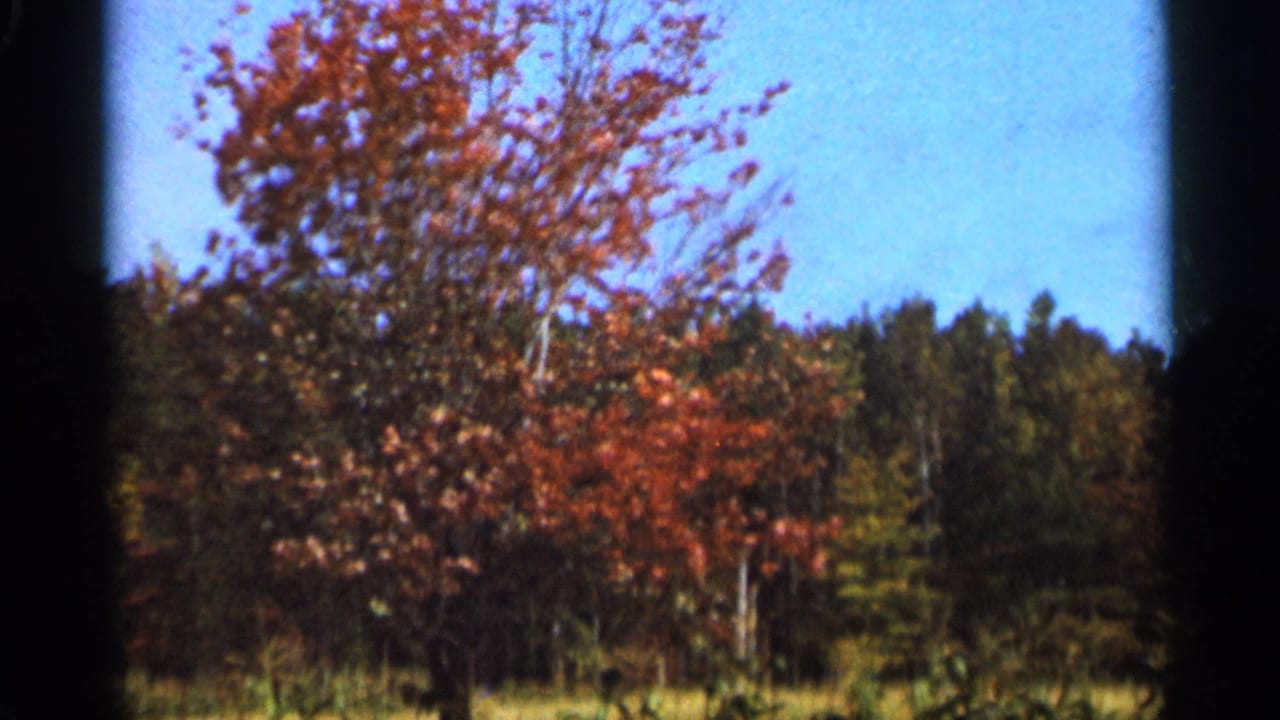 Red-orange autumn tree beside a wooded treeline under blue sky.