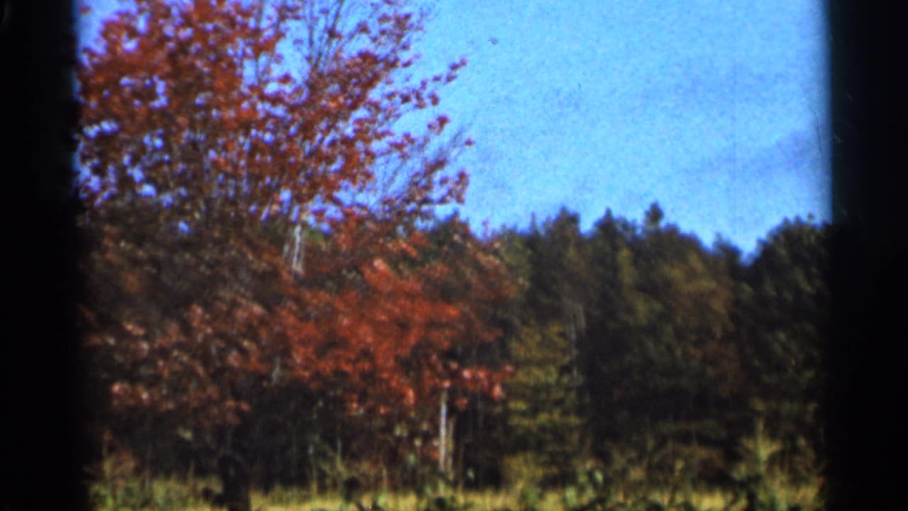 Autumn tree and wooded background framed by dark film edges.