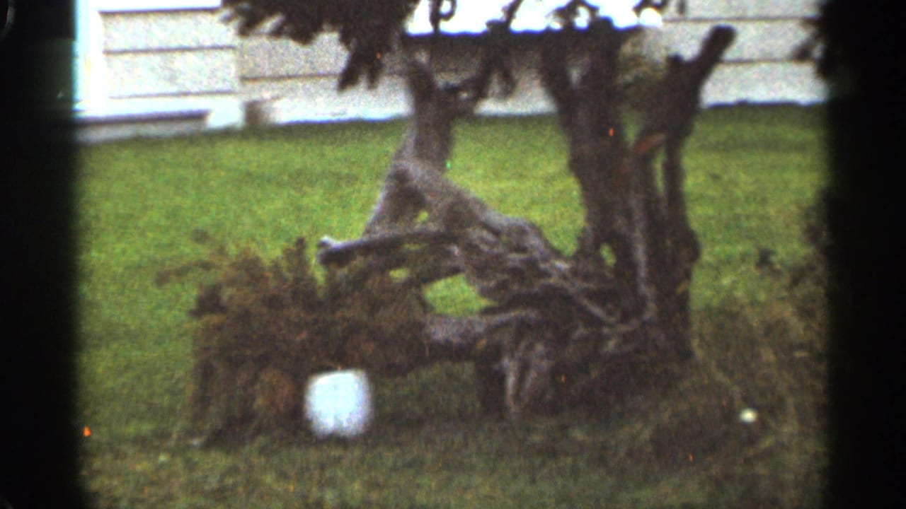 Grassy yard or shoreline edge with a gnarled tree, pale building wall, and dark film borders.