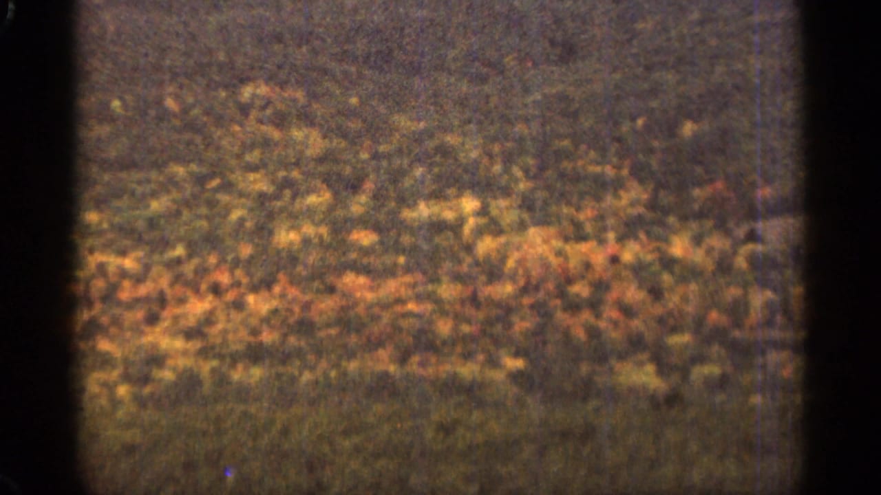 Autumn-colored forest canopy with yellow and orange foliage.