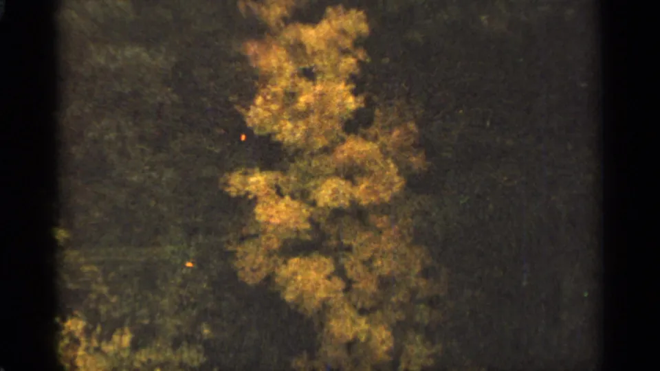 1965 Duluth-area foliage shot with a bright yellow-orange tree framed against darker surrounding woodland.