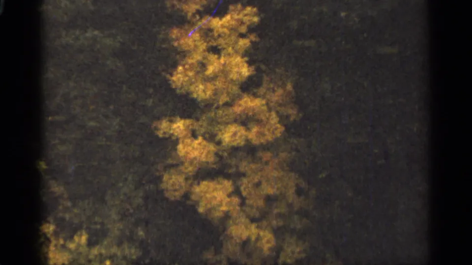 Vintage 8mm frame of a yellow-orange autumn tree within a darker Duluth-area forest setting.