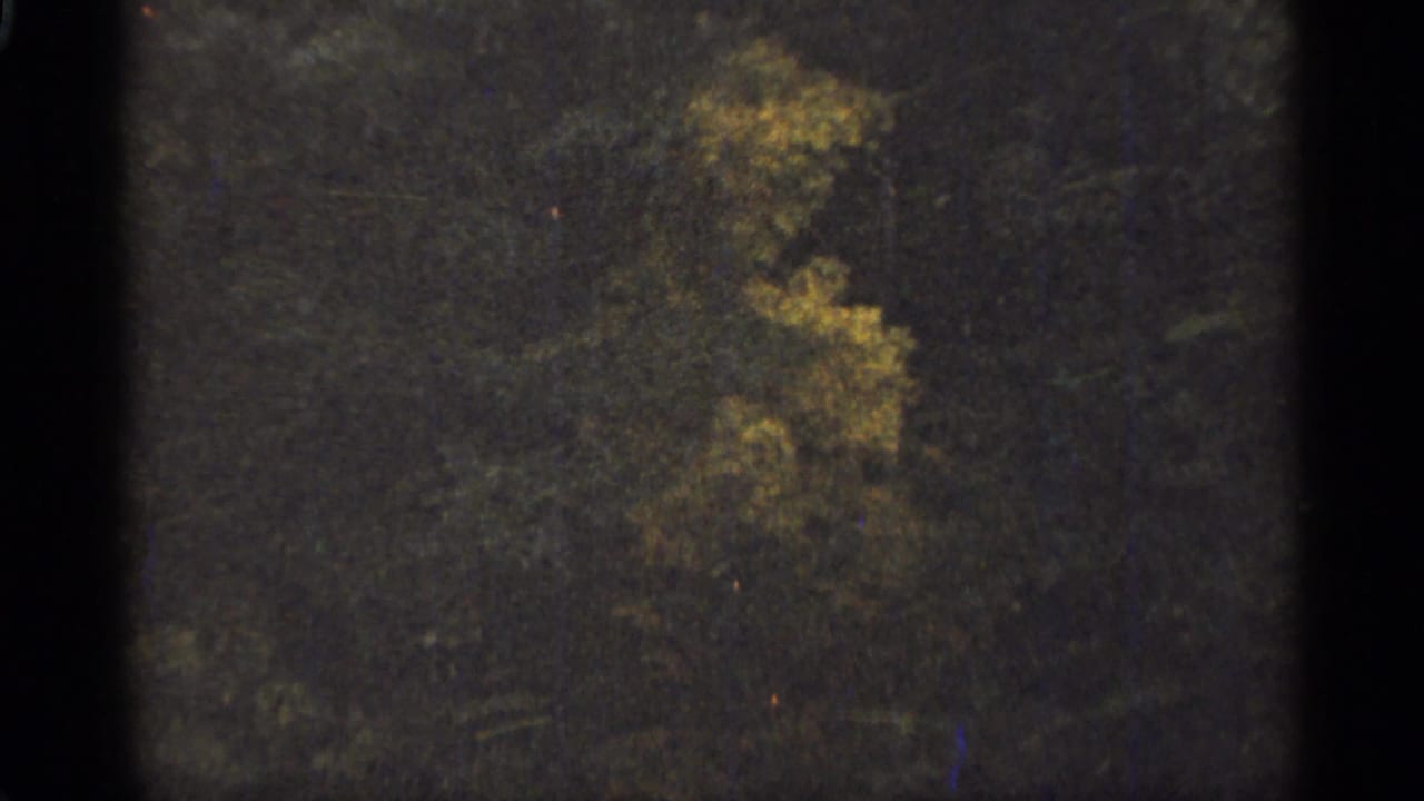 Dark forest canopy with yellow autumn leaves and visible 8mm film gate edges.
