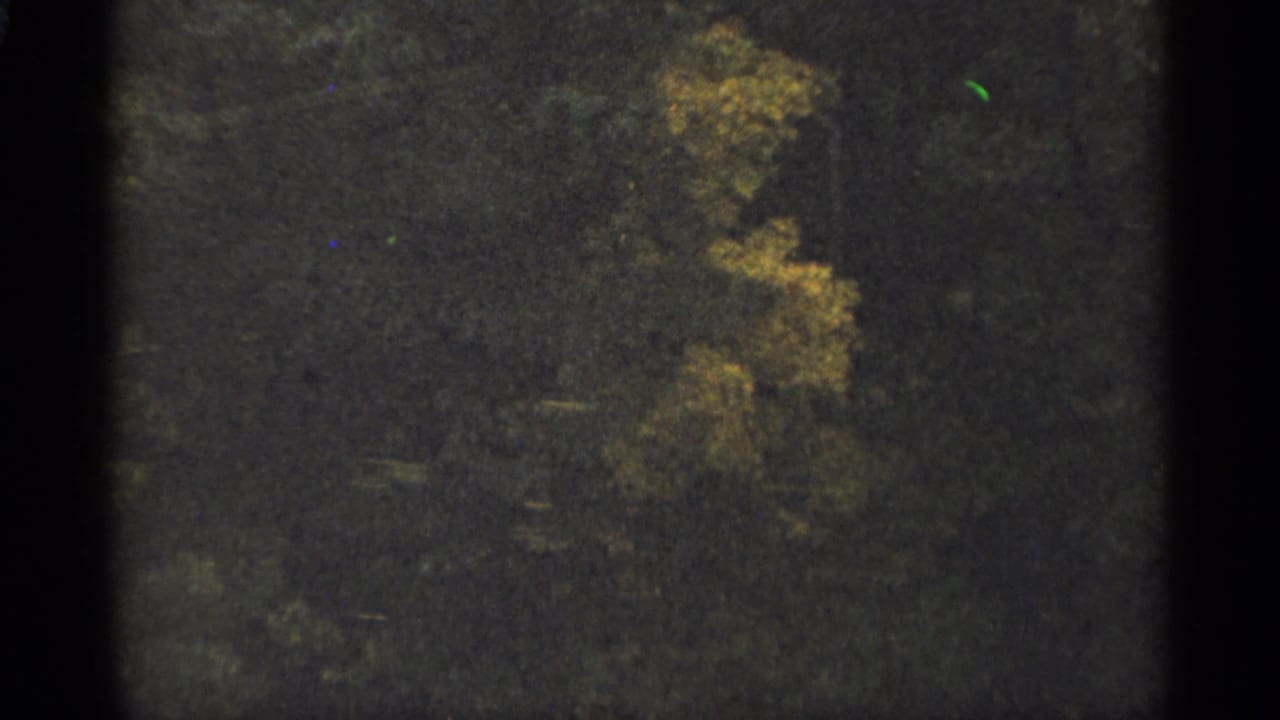 Dense green trees with yellow leaves near the top and dark film edges.