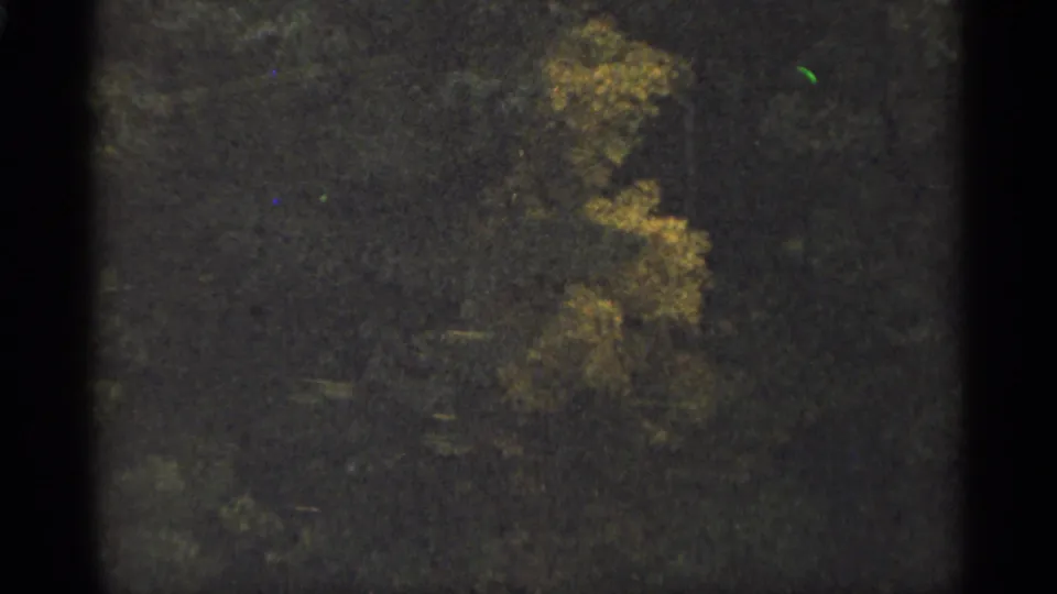1965 Duluth 8mm frame with shadowed woodland, yellowing treetops, muted color, and visible film texture.