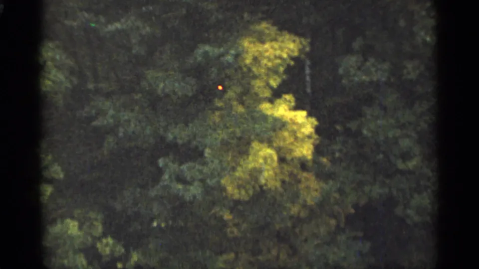 1965 Duluth home-movie frame showing lush green trees and a brighter yellow autumn branch in grainy 8mm color.