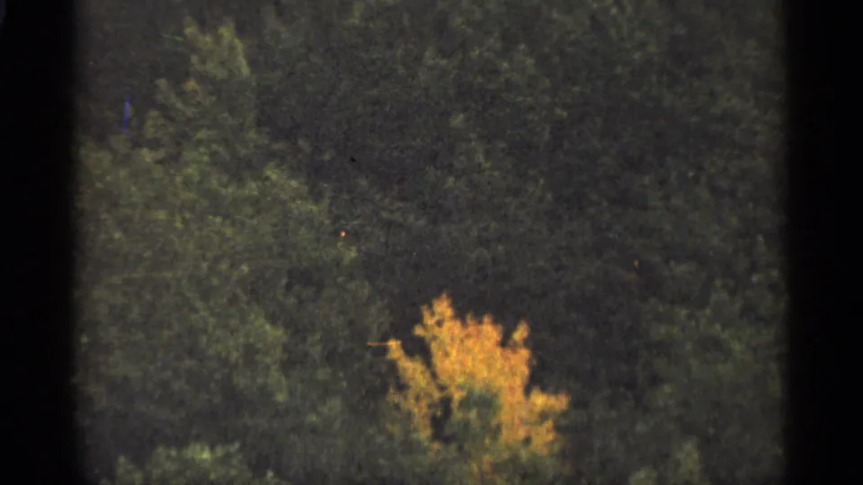 1965 Duluth 8mm frame with dark woodland texture and a small orange-yellow autumn tree in the lower right.