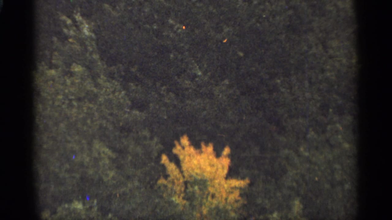 Yellow-leaved tree among dark green forest foliage with soft film grain.