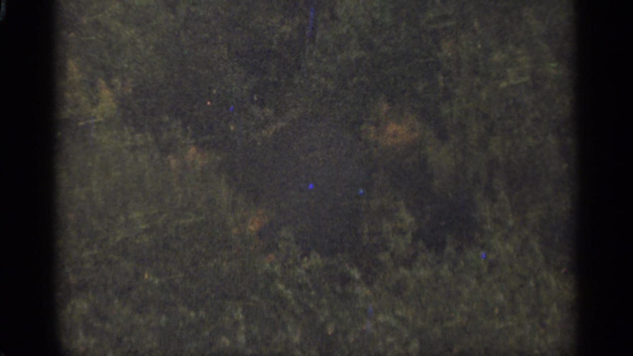 1965 Duluth 8mm frame of shaded forest vegetation with muted color and grain.