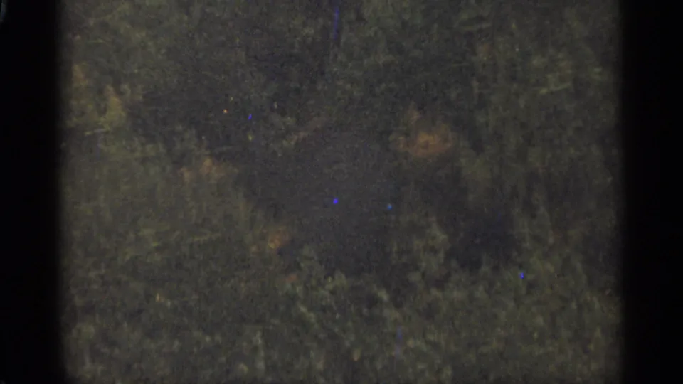 1965 Duluth 8mm frame of shaded forest vegetation with muted color and grain.