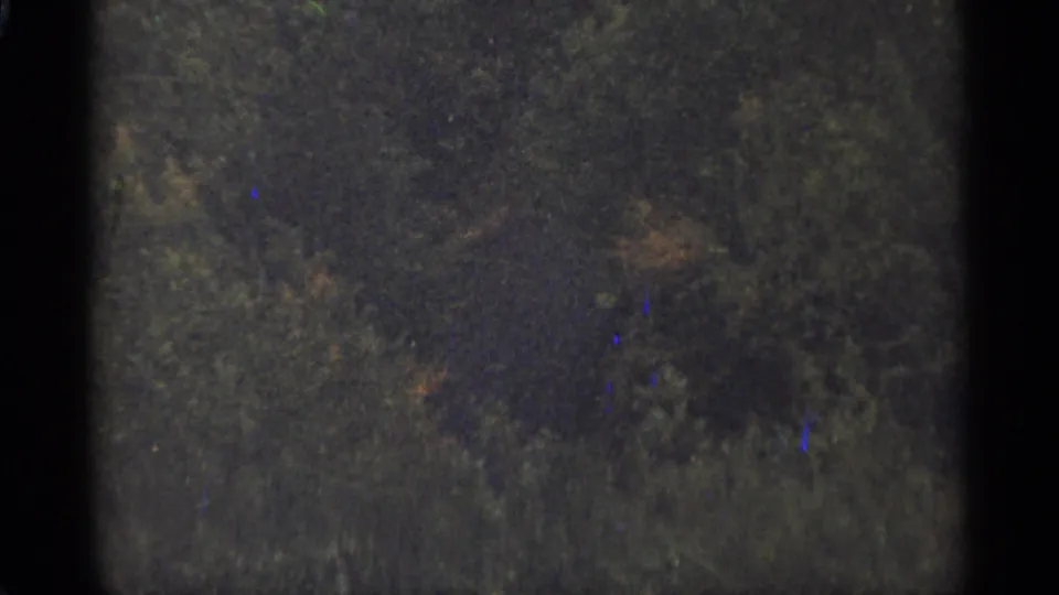 1965 Duluth 8mm frame showing low brush and shadowed woodland ground cover.