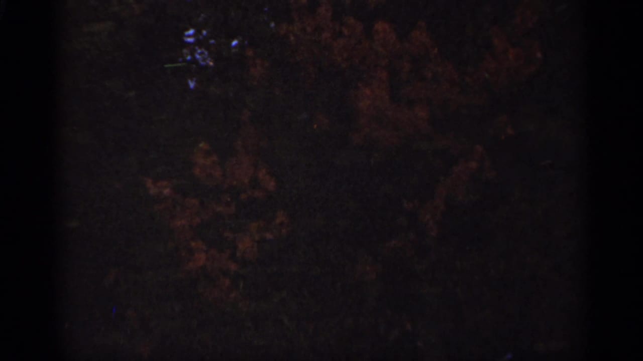 Dark autumn tree canopy with muted foliage and rounded film-frame edges.