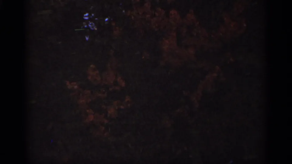1965 Duluth home-movie frame showing dark treetops and autumn foliage through grainy 8mm color film.