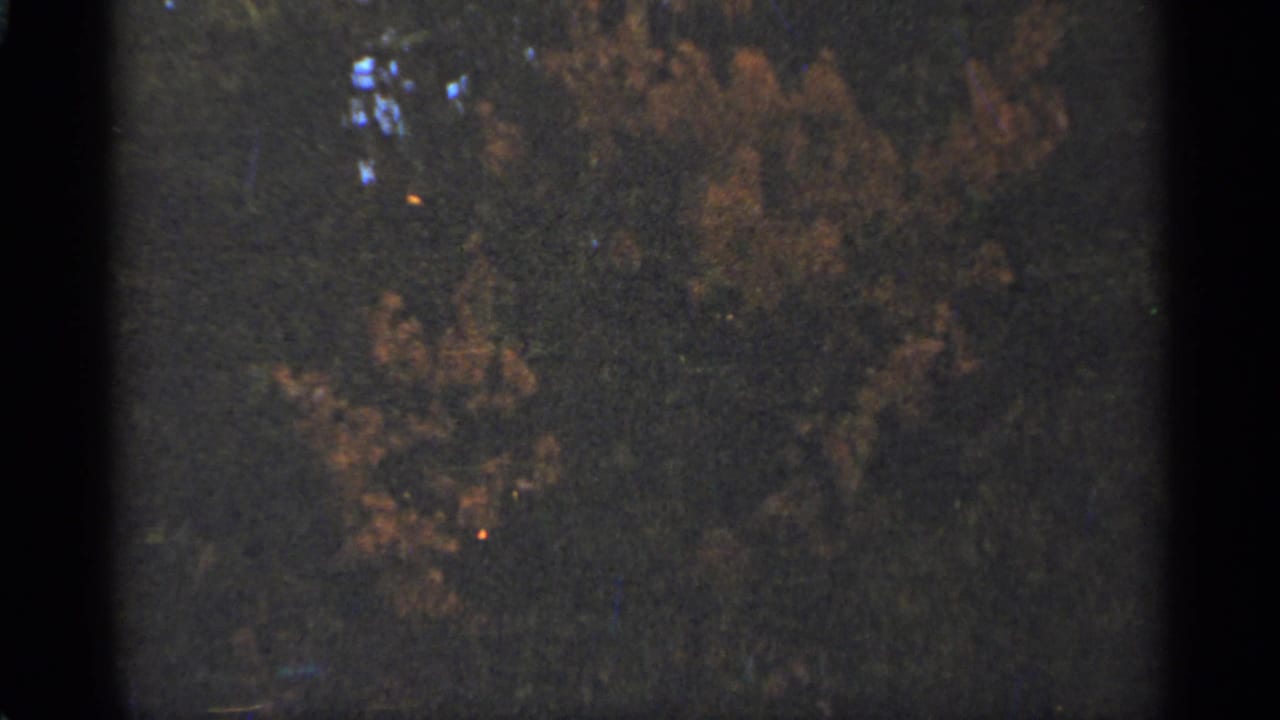 Dense trees with muted green and brown foliage filling the frame.
