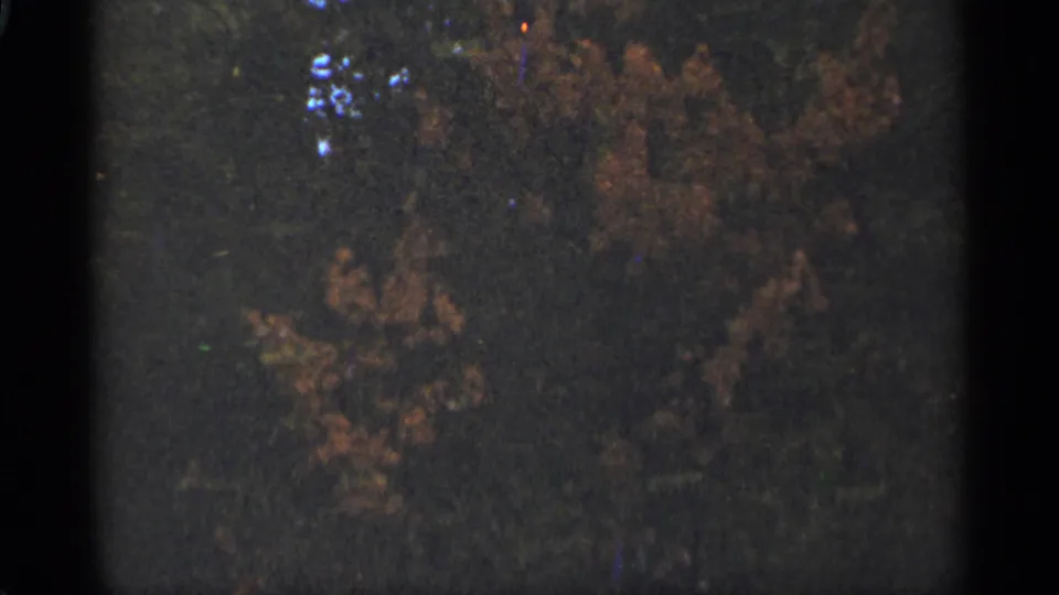 1965 Duluth home-movie still showing soft-focus autumn foliage and darker tree forms on 8mm film.