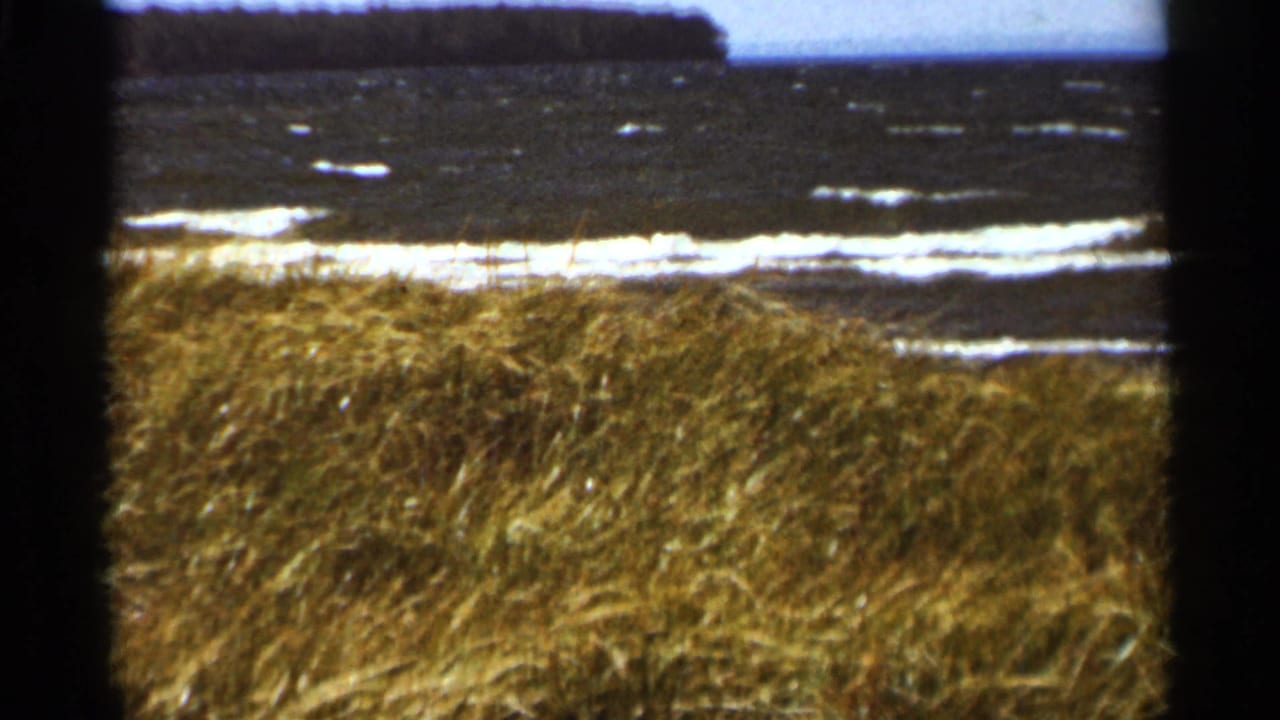 Long grass beside dark water with white wave lines and a wooded shoreline in the distance.