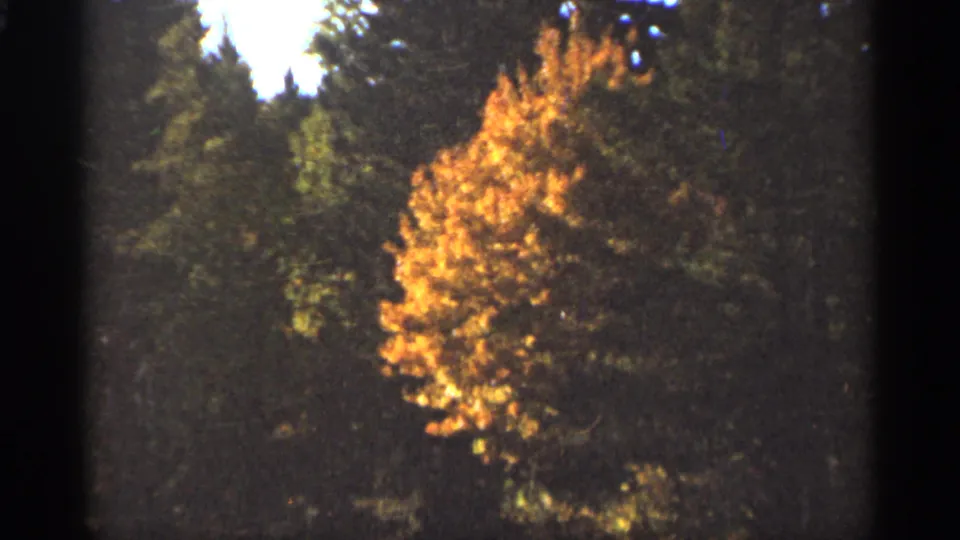 1965 Duluth home-movie frame of a gold-leaved tree glowing in sun among darker evergreens.