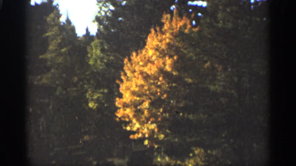 1965 Duluth 8mm frame with a bright gold autumn tree surrounded by shadowed evergreens.