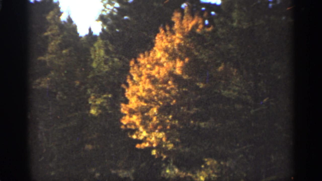 Orange-yellow tree among dark evergreens in a shaded forest.